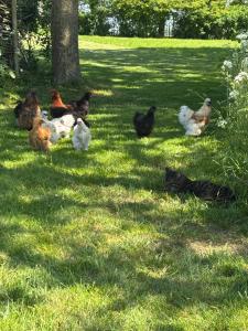 Billede fra billedgalleriet på B&B Terpboerderij Jannum i Janum