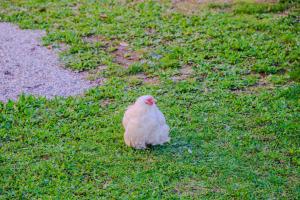 Dyr i lejligheden eller i nærheden