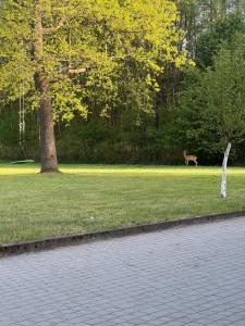 un cane che cammina in un parco con un albero di Agroturystyka-wypoczynek  Altre 2 foto