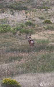 a deer standing in a field of grass at The Wandering Doe Readers Retreat with Hot Tub in Long Valley Junction +1 photo