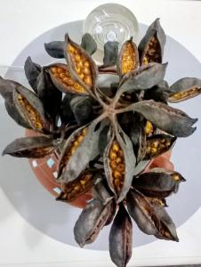 een bloem op een bord op tafel bij El Valtodano de Nueva Córdoba in La Porteña