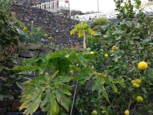 a garden with a bunch of plants and a stone wall at Apartamento Puerto Estaca 1 in Valverde