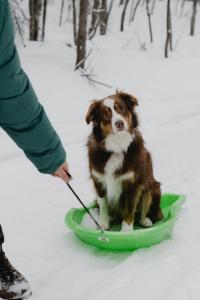 Κατοικίδιο ή κατοικίδια επισκεπτών που μένουν στο Two Zen Houses 3 & 6 - Villas and Spas