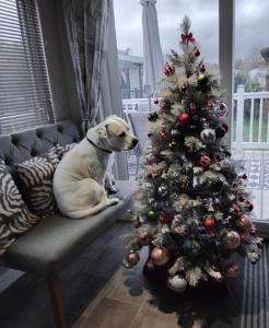 Κατοικίδιο ή κατοικίδια επισκεπτών που μένουν στο Sea Breeze, Luxury Lodge, Parkdean Resort Southview, Skegness, Dog Friendly - East Coast Holidays