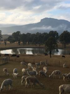 una manada de ovejas pastando en un campo junto a un estanque en Starline Alpacas Farmstay Resort, en Broke