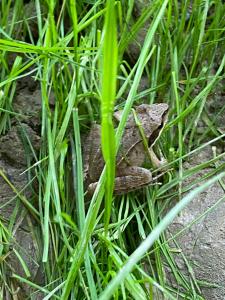 Φωτογραφία από το άλμπουμ του elements - Solina, z sauną σε Solina