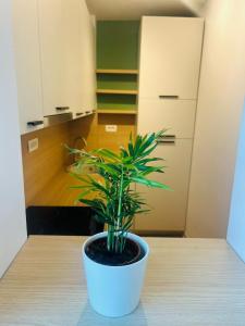 una planta sentada en una mesa en una cocina en Studio Lumiere Timișoara, en Timisoara 2 fotos más