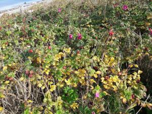 a field filled with lots of plants and flowers at Luxury Retreat with Pool - By Traum Ferienwohnungen in Stege