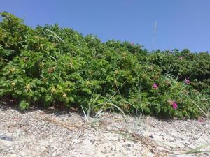 Φωτογραφία από το άλμπουμ του Secluded Haven in Kelstrup - By Traum Ferienwohnungen σε Kelstrup Strand