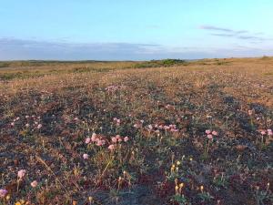 a field filled with pink flowers in a field at Cozy Beach House with Spa - By Traum Ferienwohnungen in Torup Strand