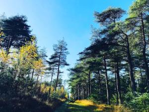a path through a forest with tall trees at Cozy Beach House with Spa - By Traum Ferienwohnungen in Torup Strand