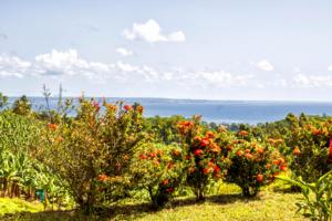 a row of trees filled with red fruit at Gîtes les fleurs du bananier in Goyave