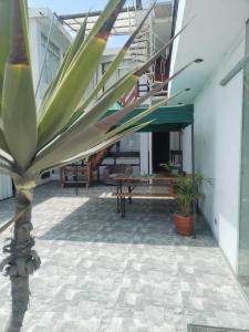 Una planta grande en medio de un patio. en Encantador Departamento Céntrico en Huanchaco, en Huanchaco