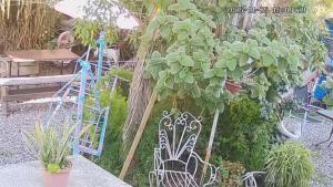 Κήπος έξω από το Lo de Anita