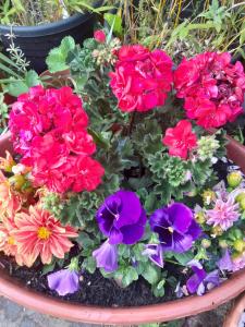 En have udenfor Sweetdreams