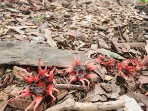 un gruppo di granchi rossi seduti a terra di Solitary Islands Farm 3 by Tiny Away ad Arrawarra