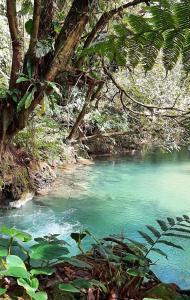 Un río con agua azul y plantas y árboles verdes. en Reserva Atmosfëre, en Upala