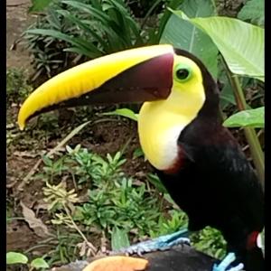 un tucano con un grande becco giallo e nero di Cabins yafeth osa drake bay a Bahía Drake