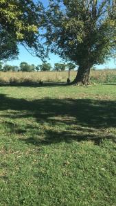 a tree in the middle of a grass field at El Paraiso in Navarro
