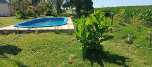 a plant next to a pool in a yard at El Paraiso in Navarro