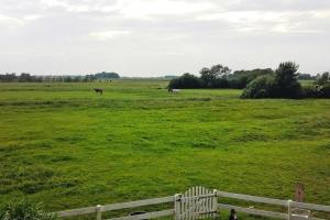een veld van groen gras met paarden in de verte bij Apartments, Toenning in Tönning