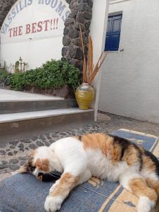 Huéspedes con una o varias mascotas en The Best