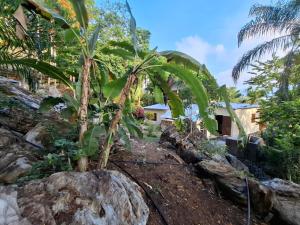a banana tree growing on top of a rock at Villa des îles Nosy Komba in Nosy Komba