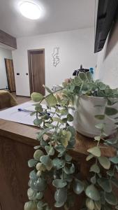 Μια τηλεόραση ή/και κέντρο ψυχαγωγίας στο Libertè suites Velingrad