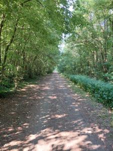 a dirt road with trees on both sides at les colombes in Laquenexy