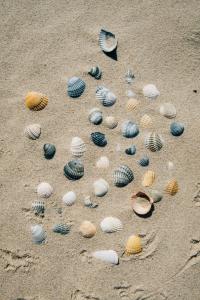 un grupo de conchas en una playa de arena en Haus Meeresstern, en Wangerooge