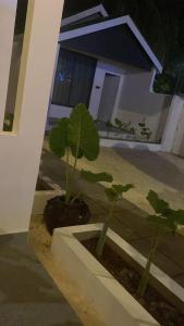 Κήπος έξω από το Calma Eco Hotel