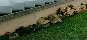 Zahrada ubytování StarryStay