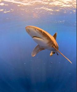 Loomad külalistemaja aladel või selle läheduses +41 fotot