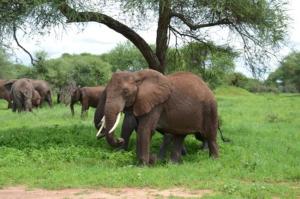 Άλλα ζώα σε αυτό το bed & breakfast ή στη γύρω περιοχή +9 φωτογραφίες