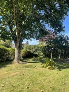 SkambyCozy Holiday Home On North Funen的田野里的一棵树，上面有个秋千searchigunigunigunigunigunigunigunigun