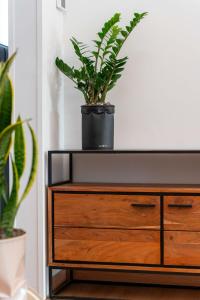 威尼斯Flora Relax - Venice Green House的坐在梳妆台上的一个植物