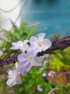 Un jardín fuera de Recanto Duas Rosas 1 fotos más