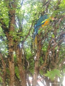 a blue and orange bird perched in a tree at Pousada Sítio do Aconchego Porto Feliz in Pôrto Feliz