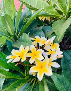 Κήπος έξω από το Hostal y Cabañas Aorangi