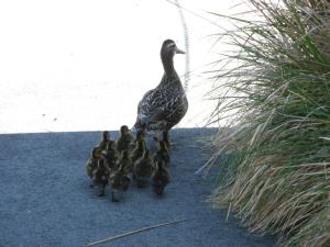 Άλλα ζώα σε αυτό το ξενοδοχείο ή στη γύρω περιοχή