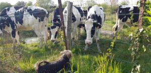 Colline-BeaumontMer, nature, acceuil的一群牛透过铁丝网向外张望。