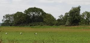 Colline-BeaumontMer, nature, acceuil的一群羊在绿色的田野里放牧