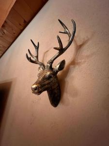 Άλλα ζώα σε αυτό το διαμέρισμα ή στη γύρω περιοχή