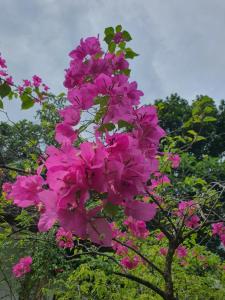 a bunch of pink flowers on a tree at GYANA House in Ubud +12 photos
