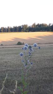 eine Pflanze mit blauen Blüten mitten auf einem Feld in der Unterkunft Ferienwohnung Matheaperle in Nidda