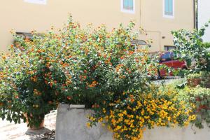 A garden outside B&B Angels