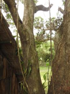 a tree growing next to a wooden house at Siem Reap Tree Top Eco Lodge 