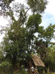 a man standing next to a tree with a hut at Siem Reap Tree Top Eco Lodge 