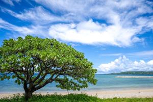 un albero su una spiaggia vicino all'oceano di 家族の笑顔 希望ヶ丘ビーチまで徒歩5分でのんびり家族ステイ Coral Onnason a Onna