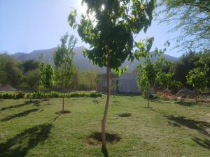 a row of trees in a field with a house in the background at Kateké in Tinogasta